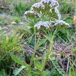 Achillea odorata habit picture by Stéphane Mars (cc-by-sa)