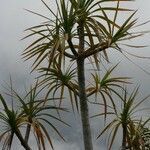 Pandanus sylvestris habit picture by P. Bonnet (cc-by-sa)