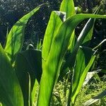 Canna glauca leaf picture by Trap Hers (cc-by-sa)