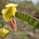 Chamaecrista flexuosa flower picture by Renato Lima (cc-by-sa)