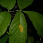 Paullinia rugosa leaf picture by Nelson Zamora Villalobos (cc-by-nc)