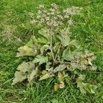 Heracleum sphondylium habit picture by Alessandro Damiani (cc-by-sa)