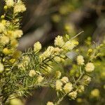 Acacia verticillata (l'hér.) flower picture by arlas (cc-by-sa)