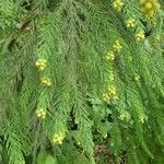 Cryptomeria japonica flower picture by Pereira Jorge (cc-by-sa)