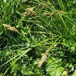 Carex paniculata flower picture by Schuller Ton (cc-by-sa)