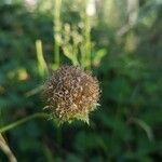 Jasione laevis fruit picture by Krzysztof Golucki (cc-by-sa)