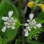 Scandix pecten-veneris flower picture by Cartagena David (cc-by-sa)