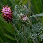 Platycapnos spicatus flower picture by John Walsh (cc-by-sa)