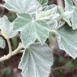 Malva subovata leaf picture by Francois Mansour (cc-by-sa)