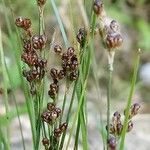 Juncus compressus fruit picture by Stéphane Mars (cc-by-sa)