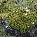 Diplostephium colombianum habit picture by Fabien Anthelme (cc-by-sa)