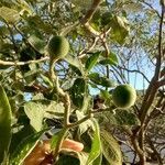 Solanum mauritianum fruit picture by Makoto Makoto (cc-by-sa)