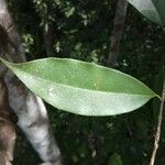 Symphonia globulifera leaf picture by Gabriel Ollivier (cc-by-sa)