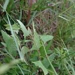 Atriplex prostrata leaf picture by García Calero Cristina (cc-by-sa)