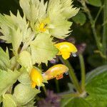 Rhinanthus freynii flower picture by Martin Bishop (cc-by-sa)