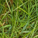 Carex disticha habit picture by Martin Bishop (cc-by-sa)