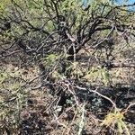 Prosopis velutina habit picture by Ethan Greer (cc-by-sa)