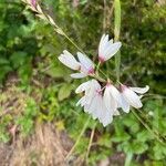 Ixia maculata flower picture by Laure Dosso (cc-by-sa)