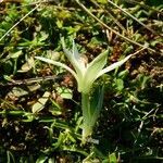 Ornithogalum exscapum habit picture by Roberto Dessì (cc-by-sa)