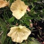 Oenothera macrocarpa flower picture by Zsolt Istvan (cc-by-sa)