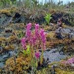 Neobartsia laniflora habit picture by Gabriel OLLIVIER (cc-by-sa)