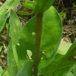 Carphephorus odoratissimus leaf picture by Sylvain Piry (cc-by-sa)