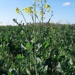 Brassica napus habit picture by Thierry LE COM (cc-by-sa)