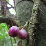 Schlegelia nicaraguensis fruit picture by SINAC Pérez Greivin (cc-by-sa)