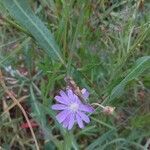 Lactuca tatarica flower picture by Fedan Hacizade (cc-by-sa)