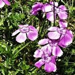 Dianthus alpinus flower picture by Michael Andresek (cc-by-sa)