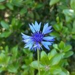 Centaurea cyanus flower picture by Victor Caldwell (cc-by-sa)