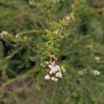 Lespedeza virginica flower picture by Blaize (cc-by-sa)