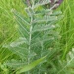 Amorpha canescens leaf picture by Danilo Diedrichs (cc-by-sa)