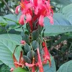 Pachystachys coccinea flower picture by Caldas da Costa Gabriel (cc-by-sa)