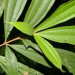 Miconia chrysophylla leaf picture by Nelson Zamora Villalobos (cc-by-nc)