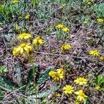 Senecio vernalis habit picture by Waldemar Zeja (cc-by-sa)