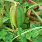 Tulipa sylvestris fruit picture by Boumlik Messaïli (cc-by-sa)