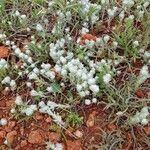 Bombycilaena discolor habit picture by yisus (cc-by-sa)