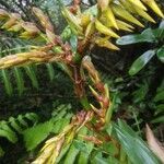 Guzmania plumieri flower picture by EVELYNE FONTAINE (cc-by-sa)