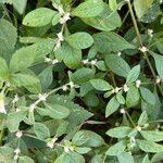 Alternanthera sessilis habit picture by Enthu Gardner (cc-by-sa)