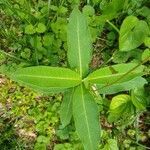 Asclepias purpurascens leaf picture by whoa nice plant (cc-by-sa)