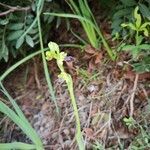 Ophrys lutea leaf picture by Cornelia Körner (cc-by-sa)