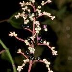 Miconia ciliata fruit picture by Daniel Barthelemy (cc-by-nc)