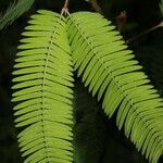 Mimosa xanthocentra leaf picture by Nelson Zamora Villalobos (cc-by-nc)