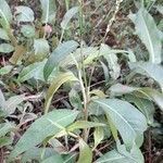 Persicaria glabra habit picture by Trap Hers (cc-by-sa)