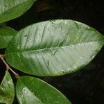 Chrysophyllum brenesii leaf picture by Nelson Zamora Villalobos (cc-by-nc)