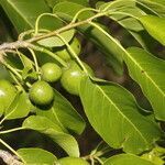 Casearia tremula fruit picture by Nelson Zamora Villalobos (cc-by-nc)