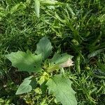 Datura stramonium habit picture by Denis Bastianelli (cc-by-sa)