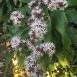 Dracaena fragrans flower picture by gilles reant (cc-by-sa)