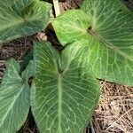 Arum pictum leaf picture by weiss daniel (cc-by-sa)